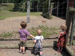 Oliver, Callum and Eleni checking out the capybaras at the zoo